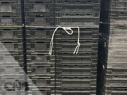 Tulpenexport kratten