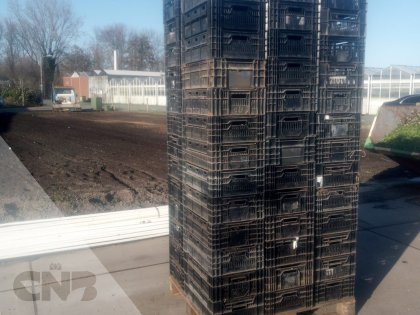 Tulpen export kratten